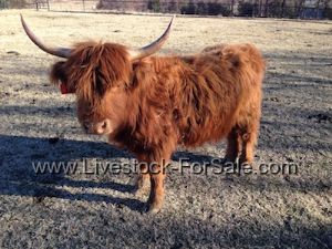scottish highland cattle for sale north carolina
