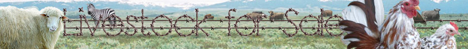 Livestock for Sale